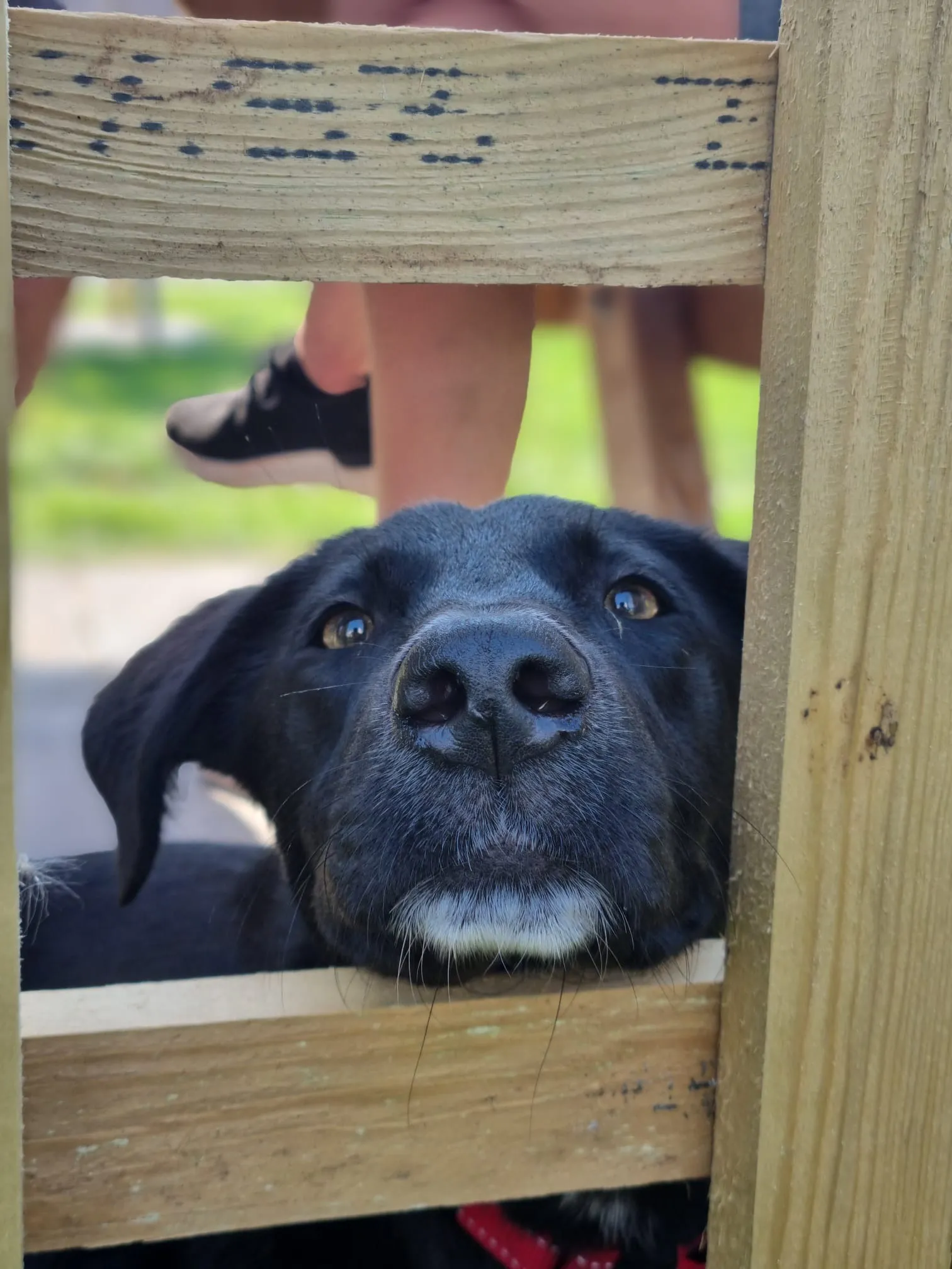 A black dog poking its nose through the garden fence