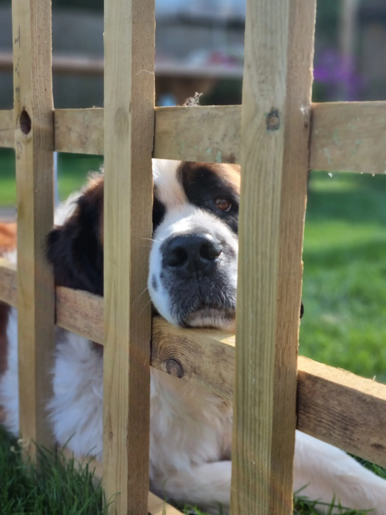A St Bernard resting its head through the garden fence